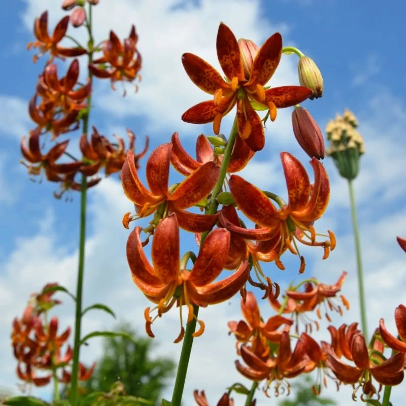 Lis Martagon 'Arabian Night' - Lilium | Achat direct au producteur