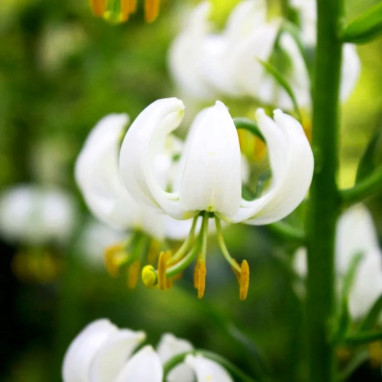 Lis martagon blanc - Lilium martagon | Achat direct au producteur