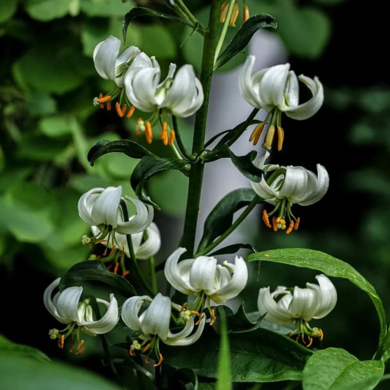Lis martagon blanc - Lilium martagon | Achat direct au producteur