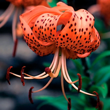 Lis Tigrinum Splendens - Lilium | Achat direct au producteur
