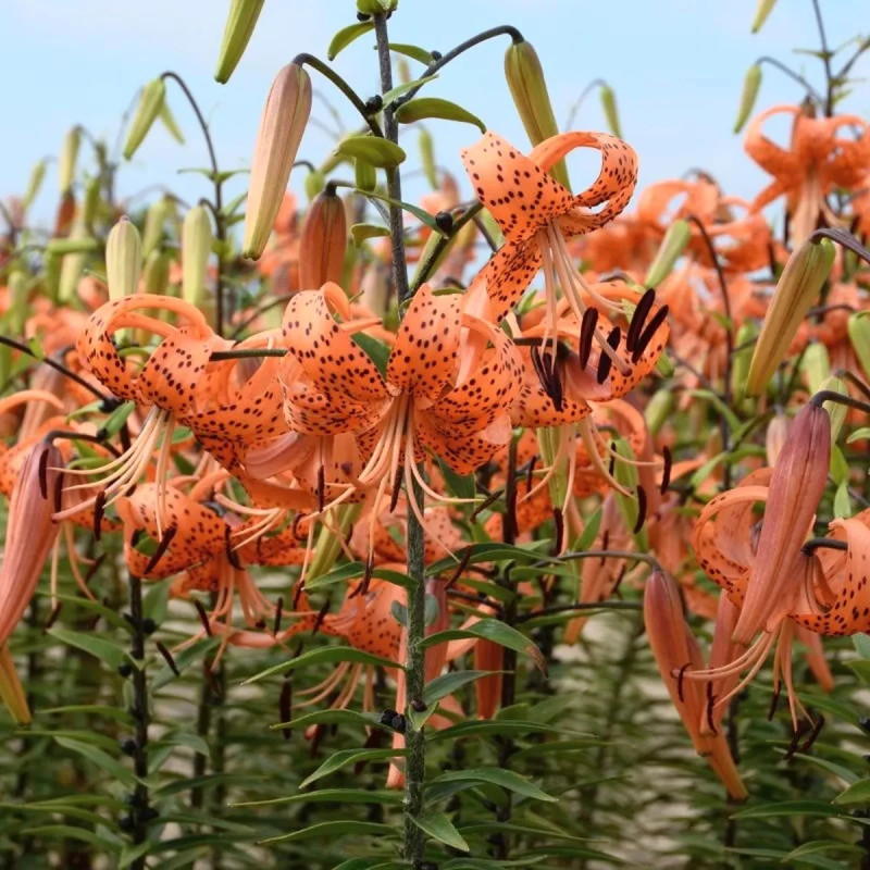 Lis Tigrinum Splendens - Lilium | Achat direct au producteur