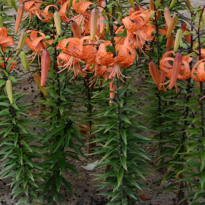 Lis Tigrinum Splendens - Lilium | Achat direct au producteur