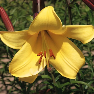 Lis Trompette Jaune - Lilium | Achat direct au producteur