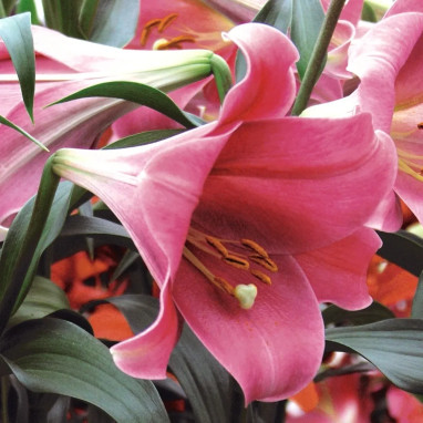 Lis Trompette Rose - Lilium longiflorum | Achat direct au producteur