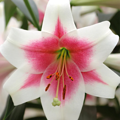 Lis Trompette Triumphator - Lilium | Achat direct au producteur