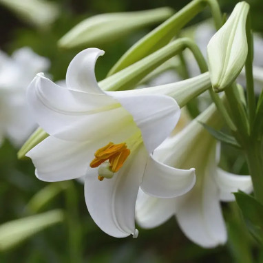 Lis Trompette 'Regale Album' - Lilium | Achat direct au producteur