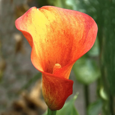 Arum 'Hotshot' - Zantedeschia | Achat direct au producteur