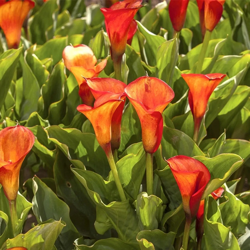 Arum 'Hotshot' - Zantedeschia | Achat direct au producteur