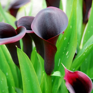 Arum 'Odessa' - Zantedeschia | Achat direct au producteur