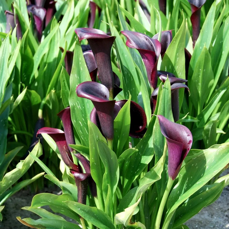 Arum 'Odessa' - Zantedeschia | Achat direct au producteur