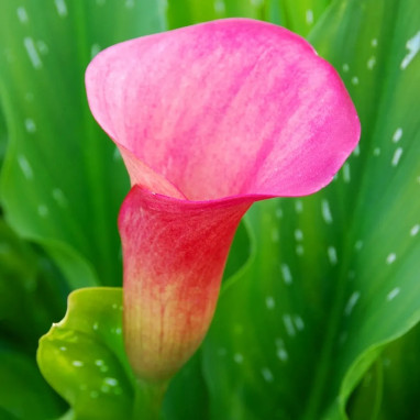 Arum 'Pink Jewel' - Zantedeschia | Achat direct au producteur