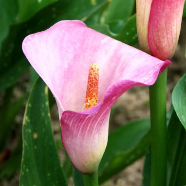 Arum Rehmannii - Zantedeschia | Achat direct au producteur