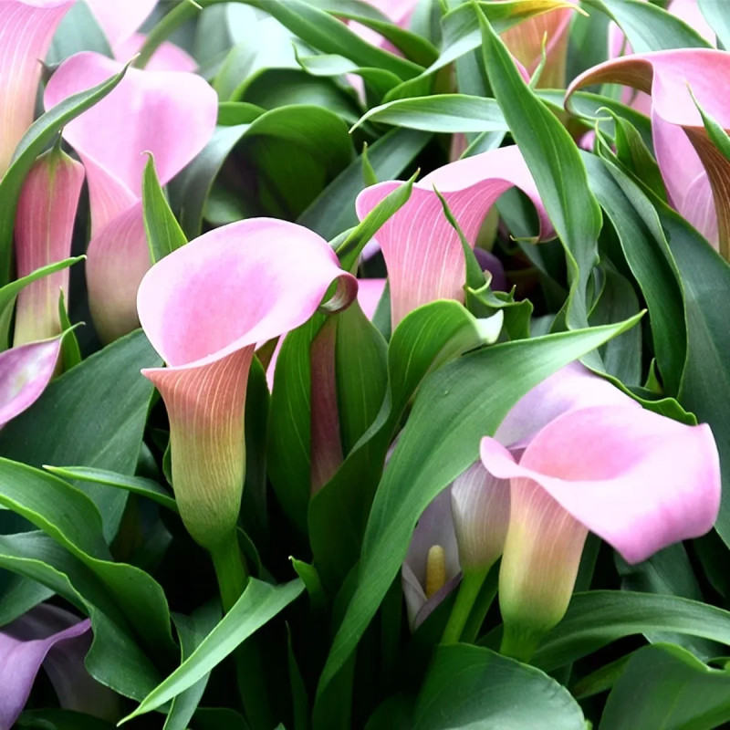 Arum Rehmannii - Zantedeschia | Achat direct au producteur