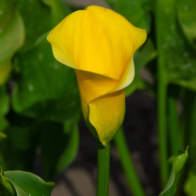 Arum Summer Sun - Zantedeschia | Achat direct au producteur