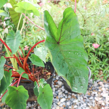 Colocasia esculenta 'Hawaiian Punch' - Colocasia | Achat producteur