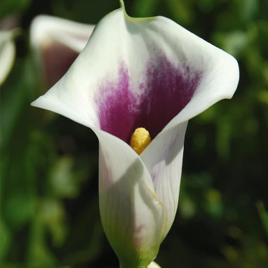 Arum Picasso - Zantedeschia | Achat direct au producteur