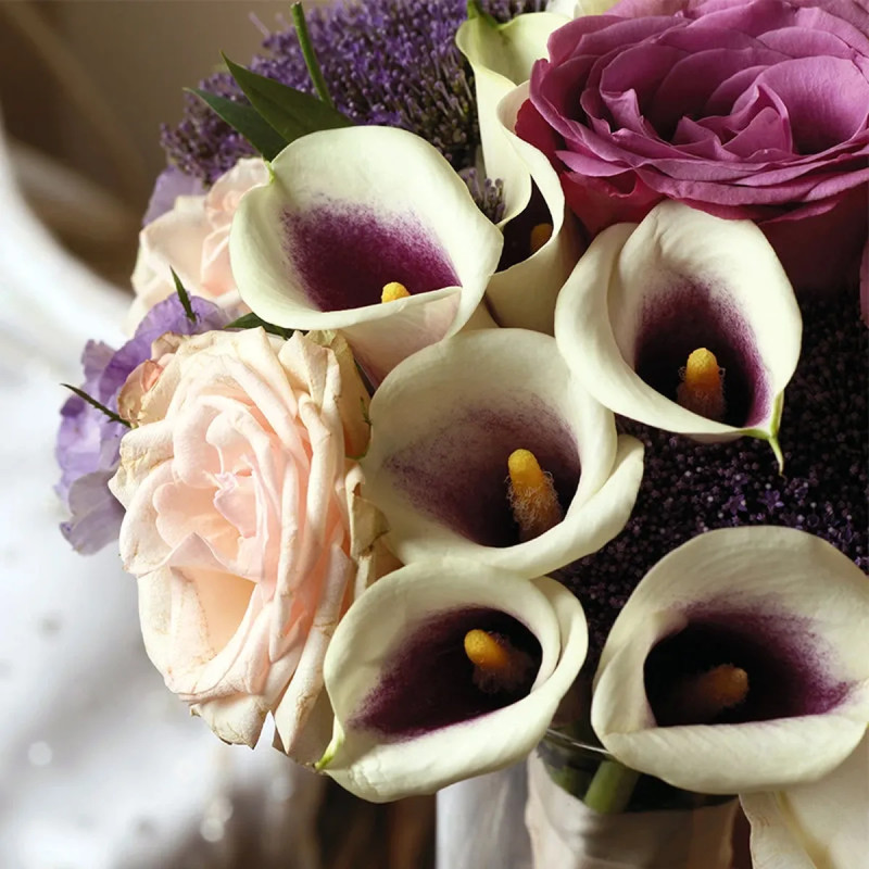 Arum Picasso - Zantedeschia | Achat direct au producteur