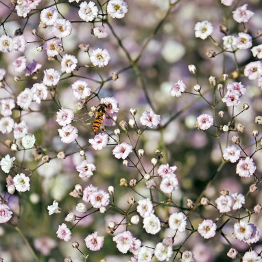 Gypsophile 'Flamingo' - Gypsophila | Achat direct au producteur
