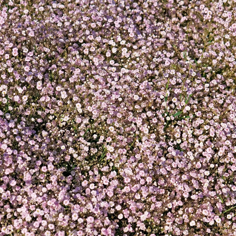 Gypsophile 'Flamingo' - Gypsophila | Achat direct au producteur