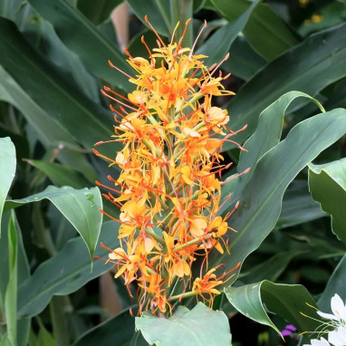 Hedychium coccineum 'Tara' - Hedychium | Achat direct au producteur