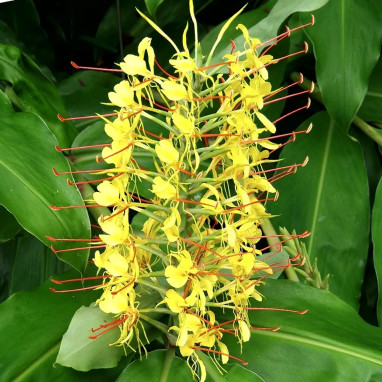 Hedychium gardnerianum - Lys du Népal | Achat direct au producteur
