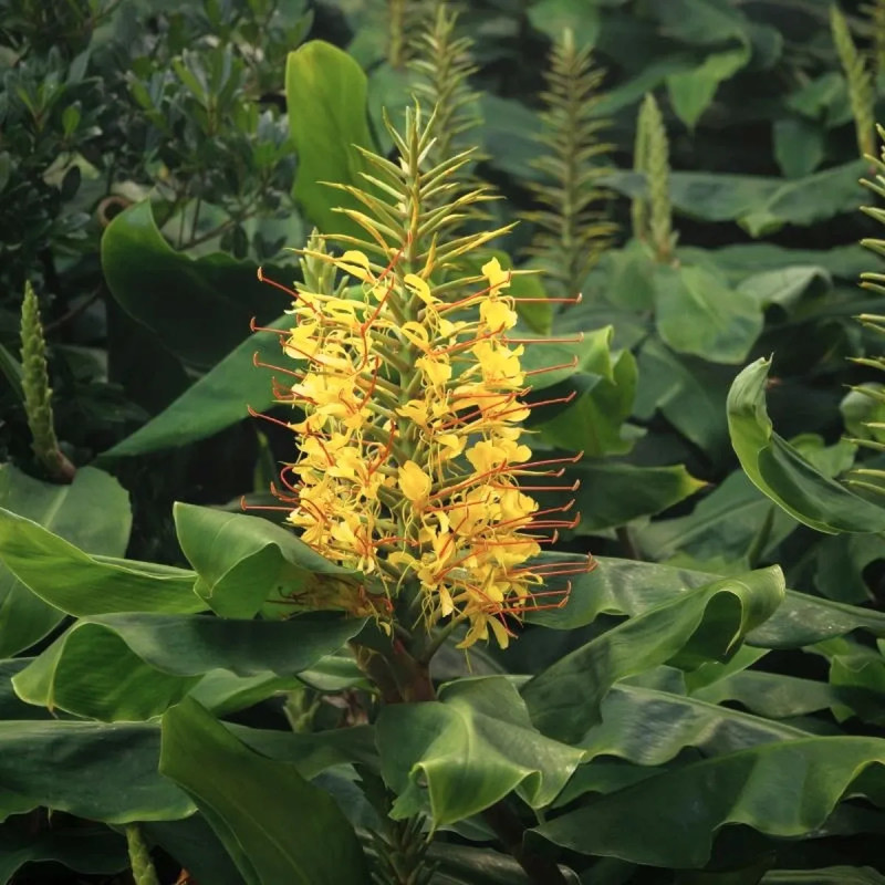 Hedychium gardnerianum - Lys du Népal | Achat direct au producteur