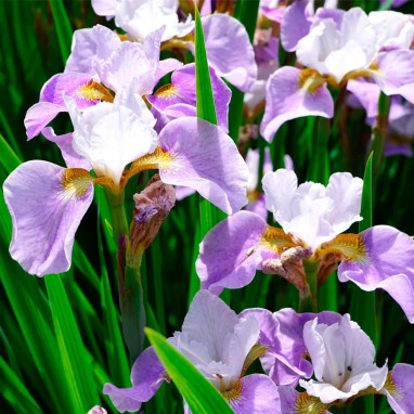 Iris sibirica 'Dance Ballerina Dance' - Iris | Achat producteur