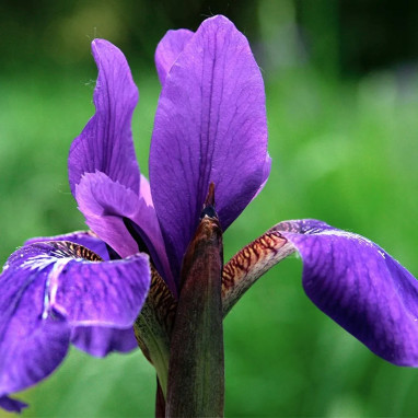 Iris sibirica 'Hubbard' - Iris | Achat direct au producteur