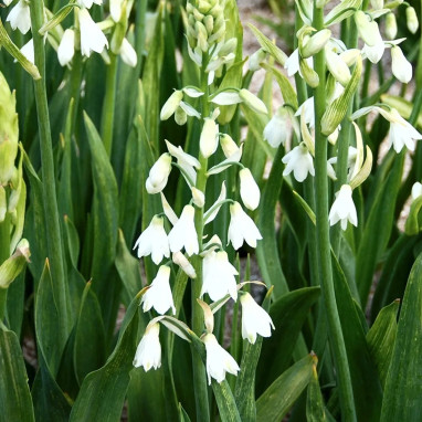 Galtonia candicans - Jacinthe du Cap | Achat direct au producteur