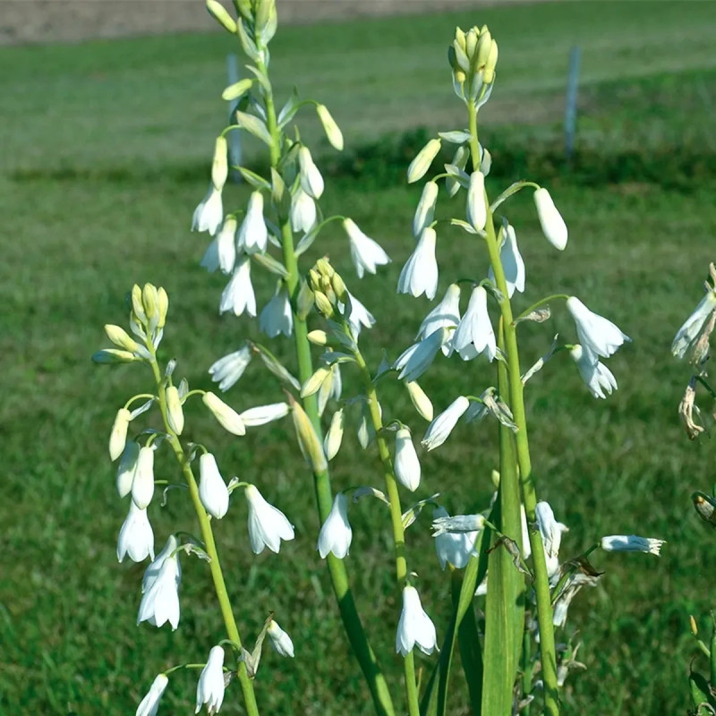 Galtonia candicans - Jacinthe du Cap | Achat direct au producteur
