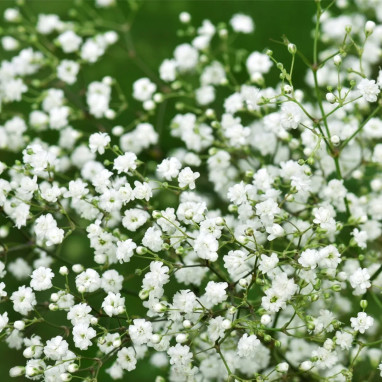 Gypsophile 'Bristol Fairy' - Gypsophila | Achat direct au producteur