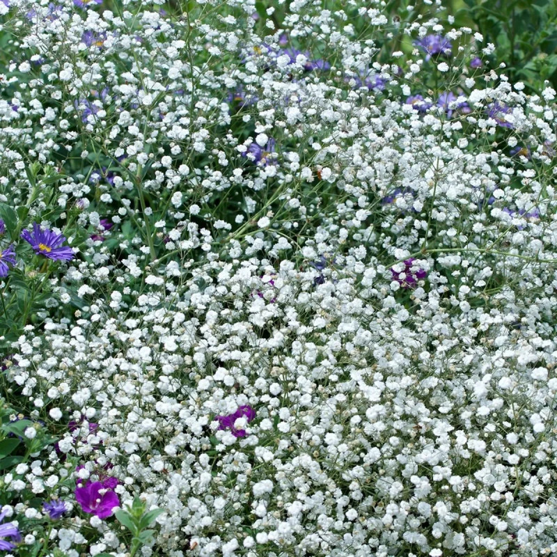 Gypsophile 'Bristol Fairy' - Gypsophila | Achat direct au producteur