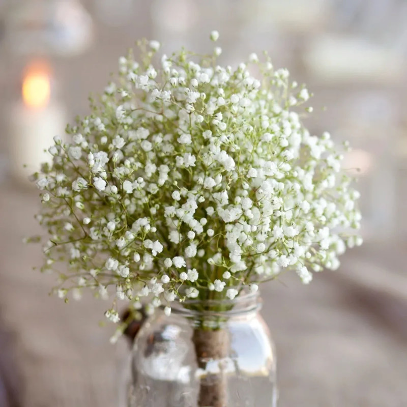 Gypsophile 'Bristol Fairy' - Gypsophila | Achat direct au producteur