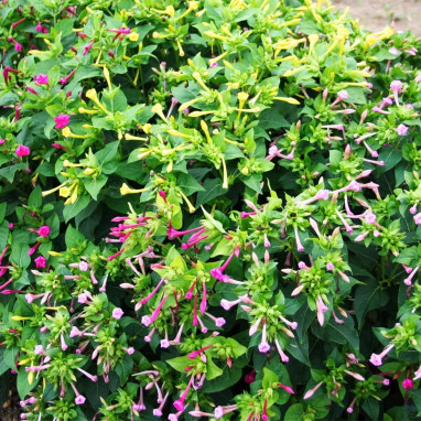 Mirabilis jalapa Mélange - Belle de nuit | Achat direct au producteur