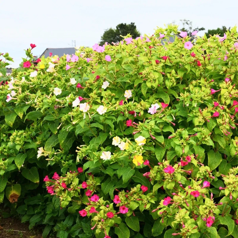 Mirabilis jalapa Mélange - Belle de nuit | Achat direct au producteur