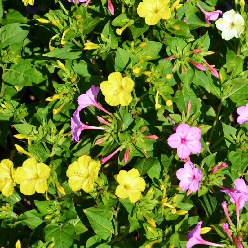 Mirabilis jalapa Mélange - Belle de nuit | Achat direct au producteur