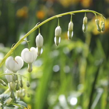 Cœur de Marie Blanc - Lamprocapnos spectabilis | Achat producteur