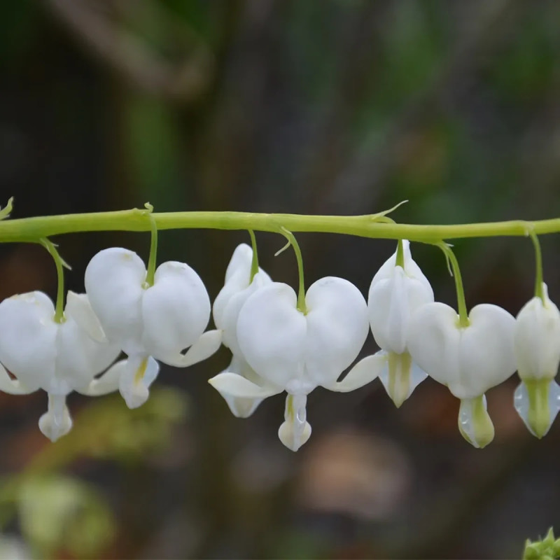 Cœur de Marie Blanc - Lamprocapnos spectabilis | Achat producteur