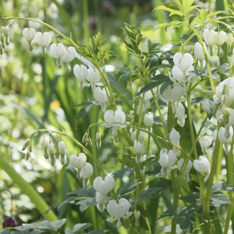 Cœur de Marie Blanc - Lamprocapnos spectabilis | Achat producteur