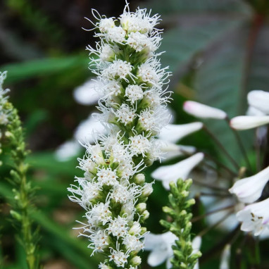 Liatris spicata alba - Liatris | Achat direct au producteur