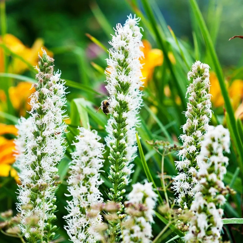 Liatris spicata alba - Liatris | Achat direct au producteur