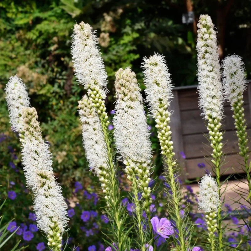 Liatris spicata alba - Liatris | Achat direct au producteur