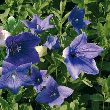 Platycodon grandiflorus 'Astra Blue' | Achat direct au producteur
