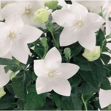 Platycodon grandiflorus 'Astra White' | Achat direct au producteur
