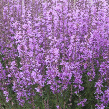 Lythrum salicaria 'Dropmore Purple' | Achat direct au producteur
