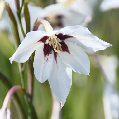Acidanthera Bicolor - Glaïeul d'Abyssinie | Achat direct au producteur