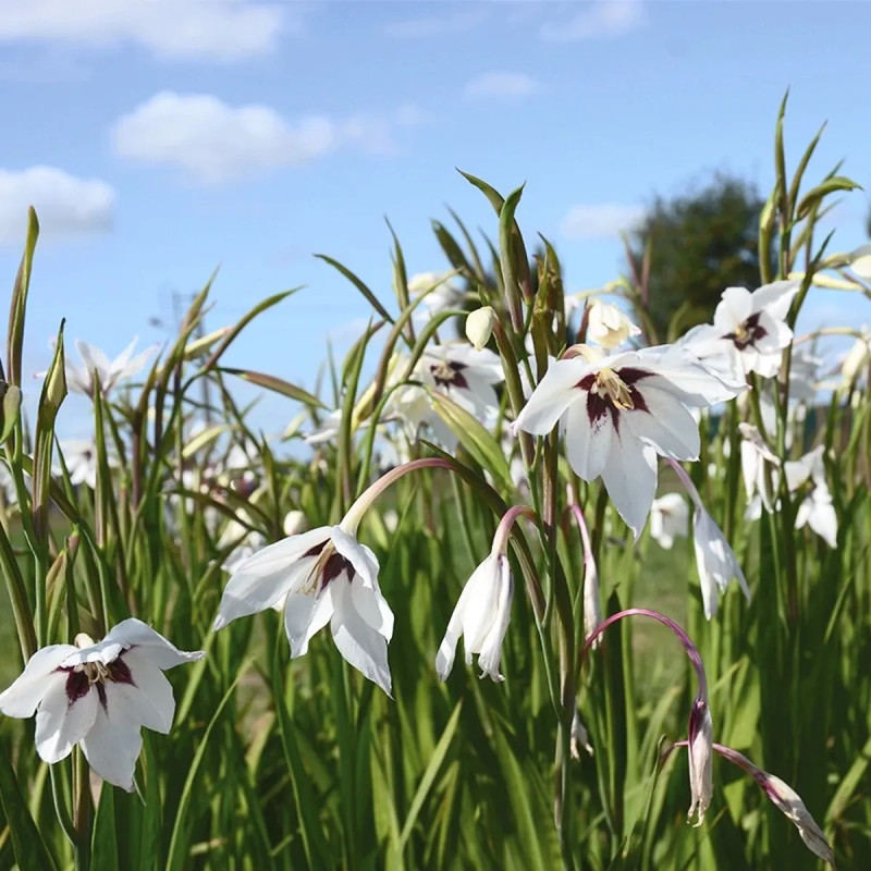 Acidanthera Bicolor - Glaïeul d'Abyssinie | Achat direct au producteur