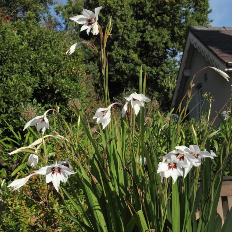 Acidanthera Bicolor - Glaïeul d'Abyssinie | Achat direct au producteur