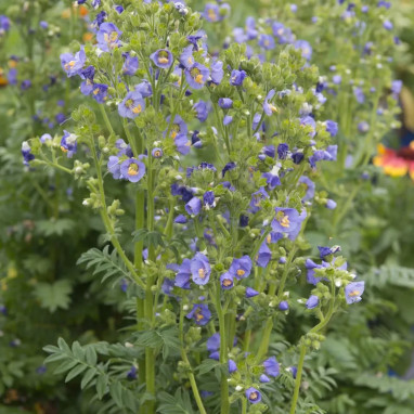 Polémoine 'Blue Pearl' - Polemonium | Achat direct au producteur