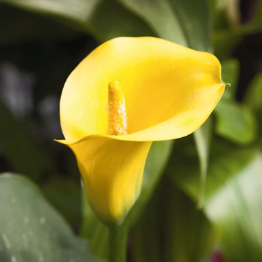 Arum Black Magic - Zantedeschia | Achat direct au producteur